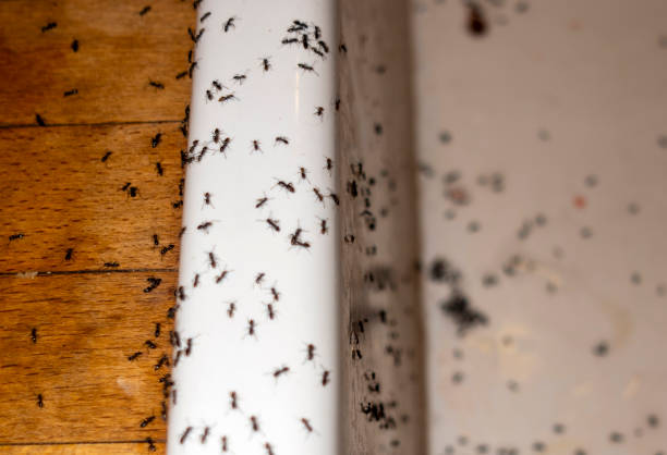 Flea Control Services in Cascade Valley, WA