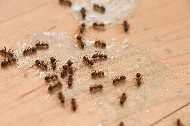 Best Ant Control Services  in Cascade Valley, WA