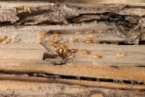 Insect Control in Cascade Valley, WA